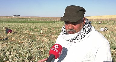 Soğan hasadına başlayan çiftçi tepkili: 
