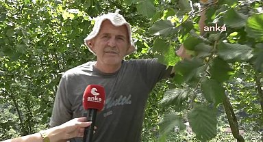 Trabzonlu fındık üreticileri: “İnsanların kendi coğrafyalarına tutunabilmeleri engelleniyor”