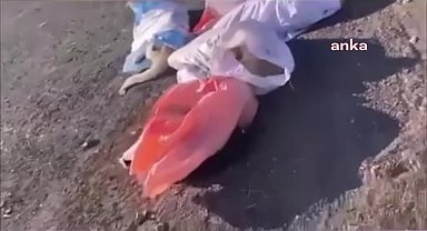 Yasa çıkar çıkmaz pek çok noktadan gelen hayvan katliamı haberleri üzerine AK Parti içinden yasaya tepkiler artıyor