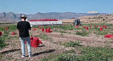 Yozgat’ta soğan üreticileri: 