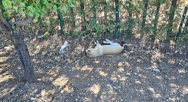 Ankara Gölbaşı'ndaki bir sitede 8 köpeğin zehirlenerek öldürüldüğü iddiası