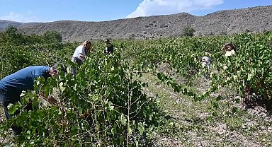 Yozgat'ta Üzüm Bağları Yeniden Hayat Buluyor