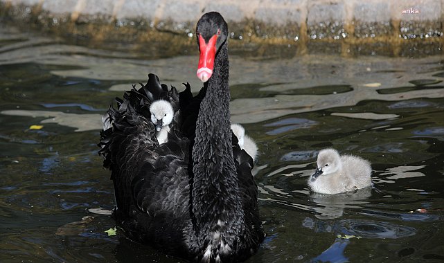 Cumhuriyet Bayramı'nda Kuğulu Park ailesine 5 yavru kuğu daha katıldı