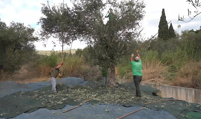 Edremit Belediyesi’nin zeytinliklerinde hasat zamanı