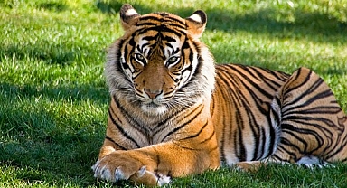 Kuş gribi Vietnam hayvanat bahçelerinde 47 kaplanın ölümüne sebep oldu