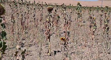 Yozgat'ta ay çekirdeği çiftçinin elinde kaldı