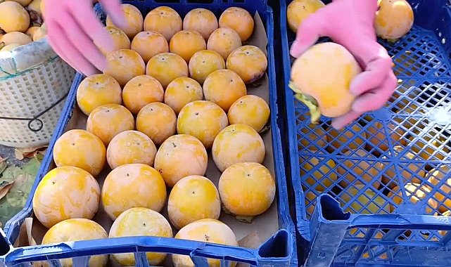 Mersin'de cennet meyvesi hasadı başladı... Toroslar Belediye Başkanı Yıldız: