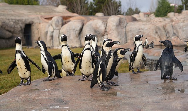 Eskişehir Büyükşehir Belediyesi Hayvanat Bahçesi'ne yeni üyeler katıldı