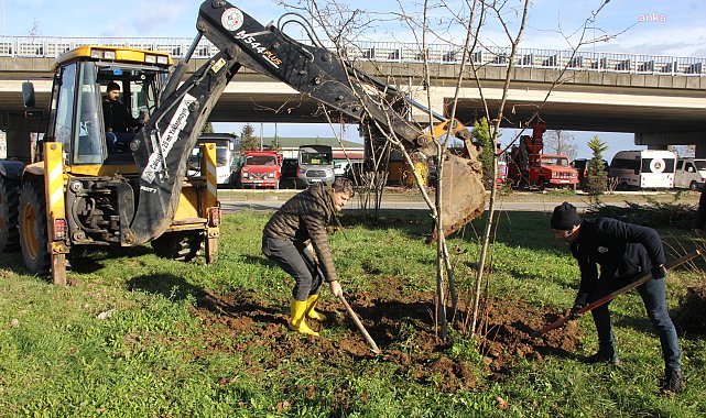 Giresun’da boş alanlara fındık ağaçları dikiliyor