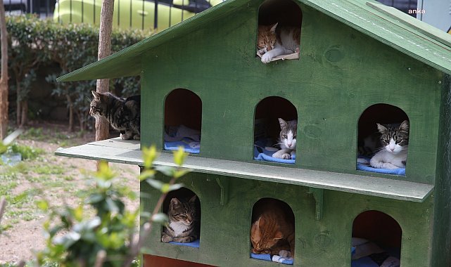 Karşıyaka Belediyesi’nden can dostlara sıcak yuva