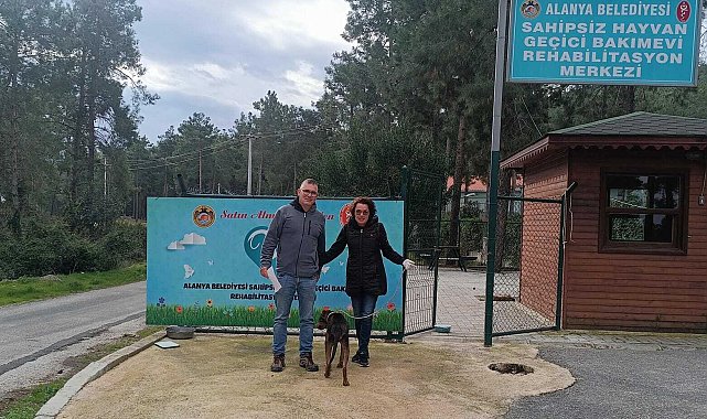 Alanya Belediyesi Veteriner İşleri Müdürlüğü, 15 günde 188 sokak hayvanını kısırlaştırdı