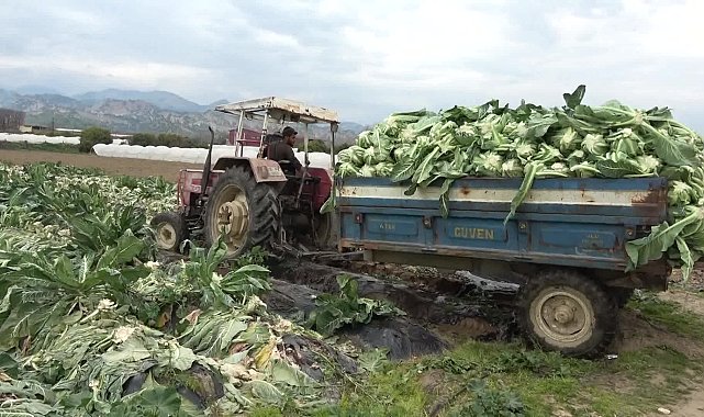 Karnabahar üreticisi: