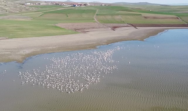 Yozgat Gelingüllü Barajı, göçmen konukları flamingoları ağırlıyor