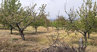 Amasya'da zirai don nedeniyle tarım ürünleri zarar gördü