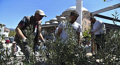 Ankara Büyükşehir Belediyesi, Nallıhan'da çiftçilere zeytin fidesi dağıttı