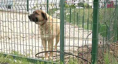 Ankara'da sokak köpeklerini sahiplenme bahanesiyle öldüren doktora tepki: Bu kişiye ne hayvan ne insan hiçbir şeye emanet edilemez
