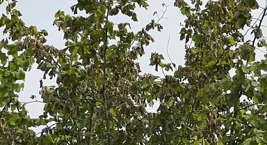 CHP Samsun Milletvekili Çan: 