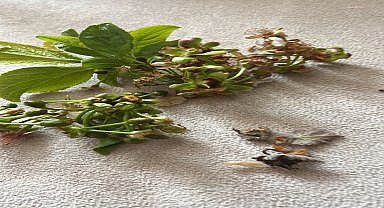 Tokat'ta don felaketi! Çiftçinin bir yıllık emeği bir gecede kül oldu