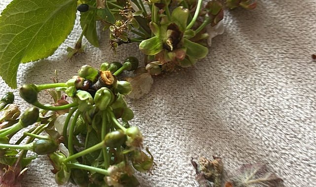 Tokat'ta don felaketi! Çiftçinin bir yıllık emeği bir gecede kül oldu" - Gündem - Ayandon