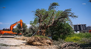 Kuşadası Belediyesi, zarar görmemesi için 6 yılda bin 137 ağacın yerini değiştirdi