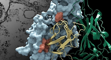 Sessiz tehlike: Klamidya ve mikoplazma enfeksiyonları artıyor! Uzmanlar 'Bu belirtileri hafife almayın' diyor