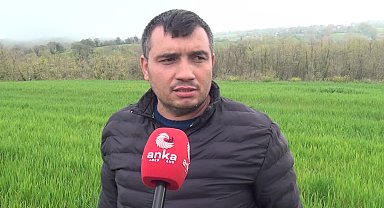 Sinop’ta arazisinde 31 bin 265 kök kenevir bitkisi ele geçirilen yurttaş: 