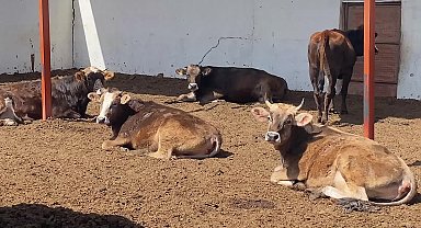 Yozgat’ta kurbanlıklar görücüye çıktı... Yozgat Ziraat Odası Başkanı Açıkgöz girdi maliyetlerinin yüksekliğini dile getirdi