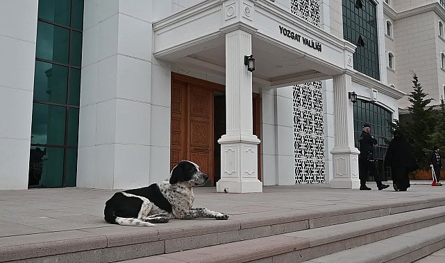 Yozgat’ta sokak hayvanlarının yaşam alanı genişliyor