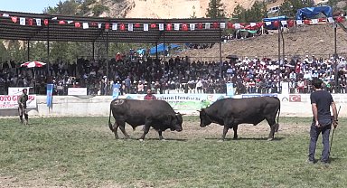 Yusufeli Derekapı Boğa Güreşleri'ni binlerce kişi izledi 