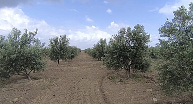 Bahçelerini don vuran Osmaniyeli zeytin üreticisi: ''Zeytin yağının kilosunun 500 liradan aşağı olacağını tahmin etmiyorum, çok pahalı olacak''