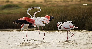 Çeşme Belediyesi, Alaçatı Fotoğrafçılar Maratonu'na ev sahipliği yaptı