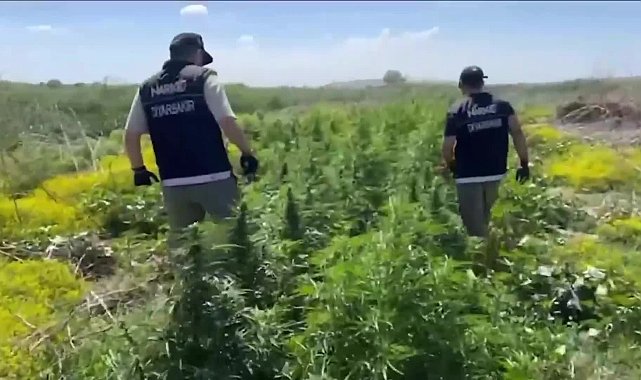 Dicle Nehri üzerindeki adacıklarda ekilen 100 milyon lira değerinde uyuşturucu ele geçirildi