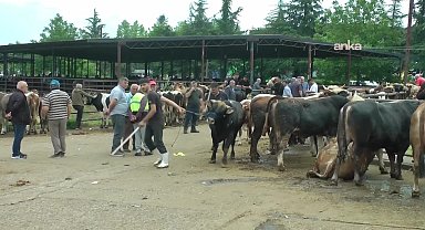 Düzce hayvan pazarında kurbanlık satan Mehmet Adak: ''Hepimiz mağdur durumdayız