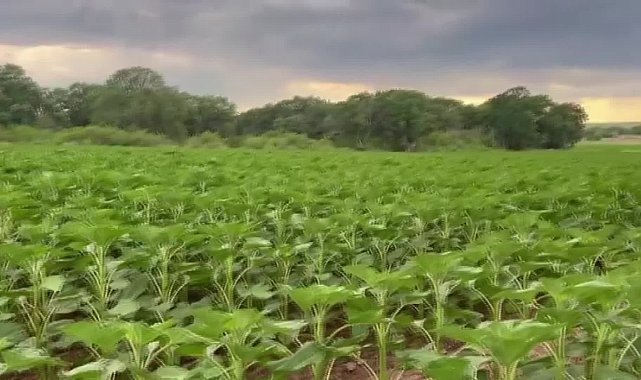Edirneli üreticiler ayçiçeği desteğinin ödenmesini bekliyor