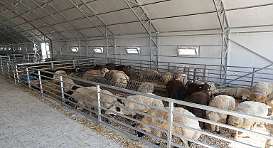 Eskişehir Büyükşehir Belediyesi Hayvan Pazarı, Kurban Bayramı'na hazır