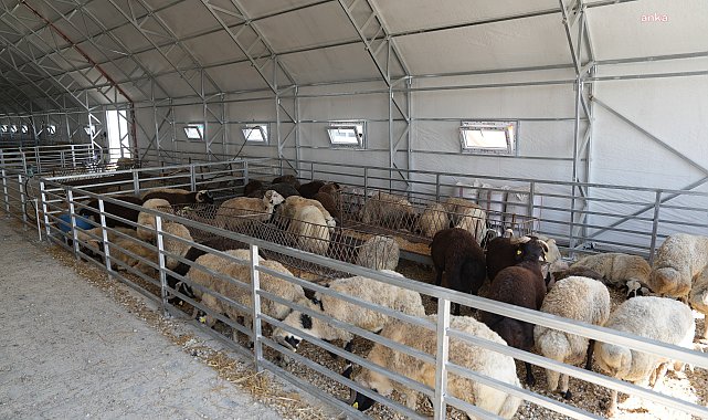 Eskişehir Büyükşehir Belediyesi Hayvan Pazarı, Kurban Bayramı'na hazır