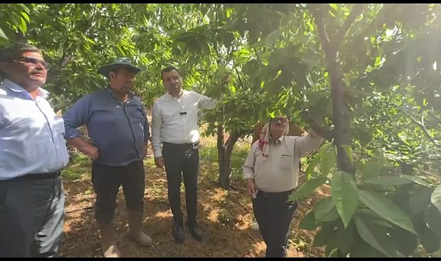 Kiraz üreticisi CHP’li Başevirgen'e dert yandı: