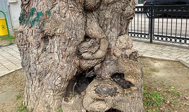 Osmangazi Belediyesi, asırlık ağacın yaralarını sardı