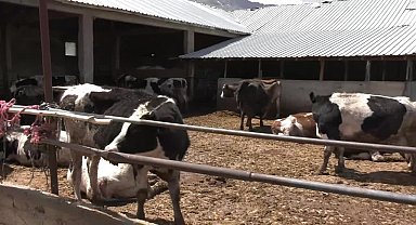 Seydişehirli çiftçilerden kurbanlık ve süt tepkisi: