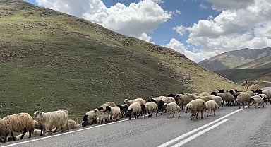 Vanlı besici: