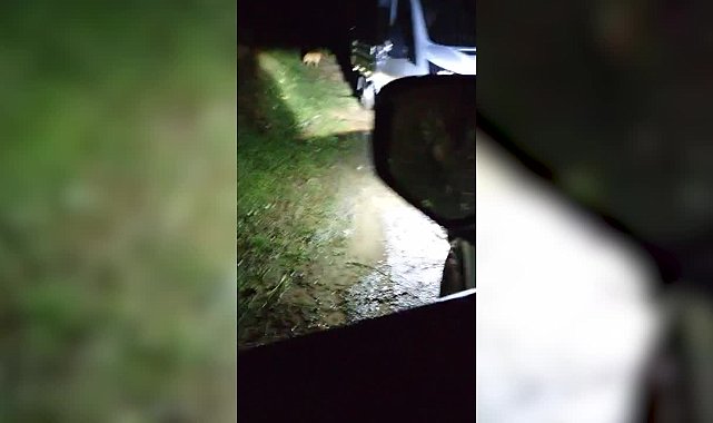 Yağlıdere Belediyesi'nin aracı 40'a yakın sokak hayvanını gece yarısı ormana bırakırken görüntülendi