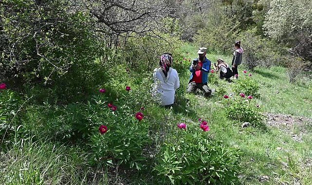 Yozgat’ta endemik Cehrilik lalesine jandarma sahip çıktı