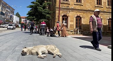 Yozgat’ta sokak hayvanları, veterinerlik fakültesi tarafından kısırlaştırılacak