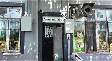 Adıyaman Belediyesi bin 326 sokak hayvanının yaşamına dokundu