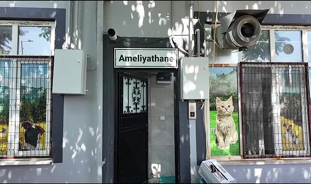 Adıyaman Belediyesi bin 326 sokak hayvanının yaşamına dokundu