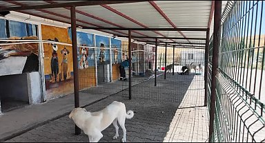 Adıyaman Belediyesi'nden sokak hayvanlarına doğal yaşam ve gölgelik desteği