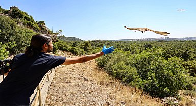 Antalya Doğal Yaşam Parkı’nda yetişkinliğe erişen kerkenez yavruları doğal yaşam alanlarına bırakıldı