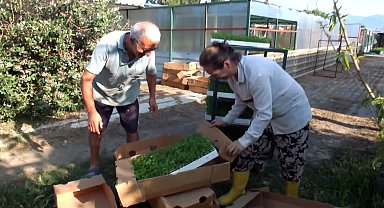 Burhaniye'de stevia fidesi sevkiyatına başlandı