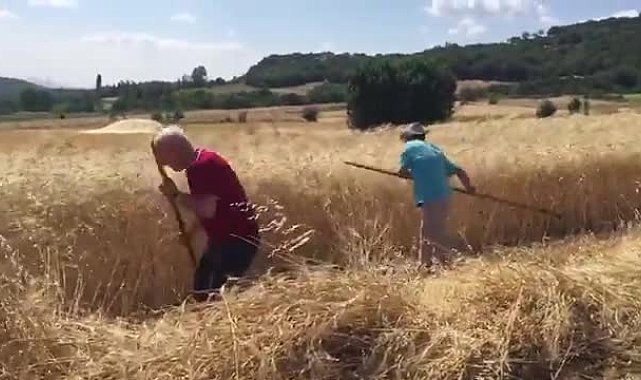 CHP’li Durmaz'dan hububat alım fiyatlarına tepki: “Üretici sahipsiz, emeği değersizleştirilmiş, umudu tüketilmiştir