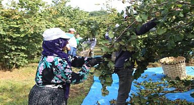 Fındık sezonunda Ferrero’dan mevsimlik kadın işçilere sağlık ve hijyen, çocuklar için eğitim-öğretim programlarına 6 milyon euro